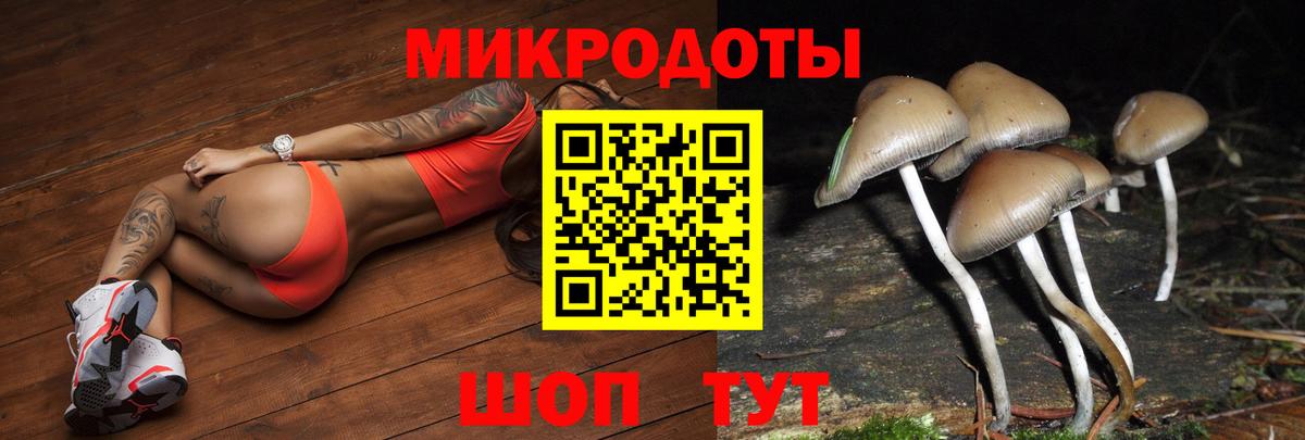Псилоцибиновые грибы Psilocybe Чистополь